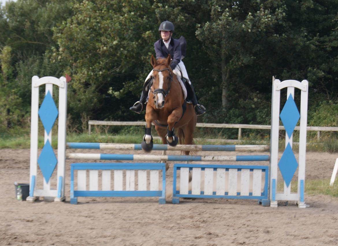 Dansk Varmblod Unique Des Malais *låne* - LC spring billede 17