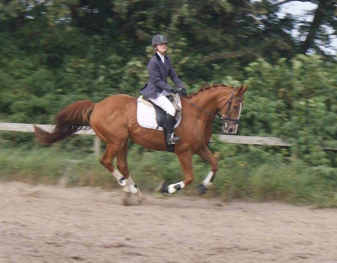 Dansk Varmblod Unique Des Malais *låne* billede 18