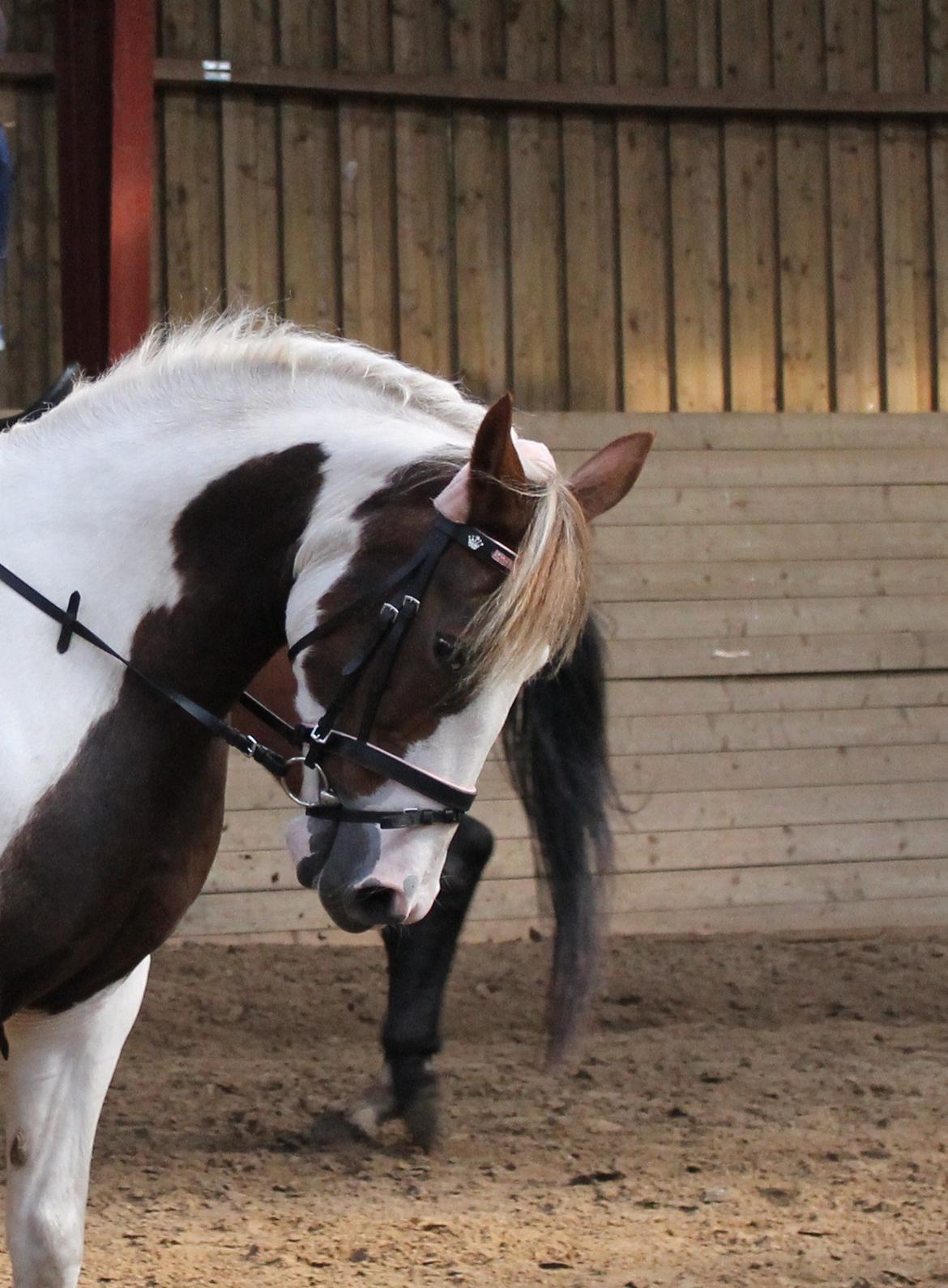 Pinto Karea Nyberg billede 2