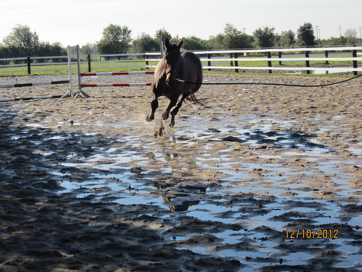 Anden særlig race Babe billede 12