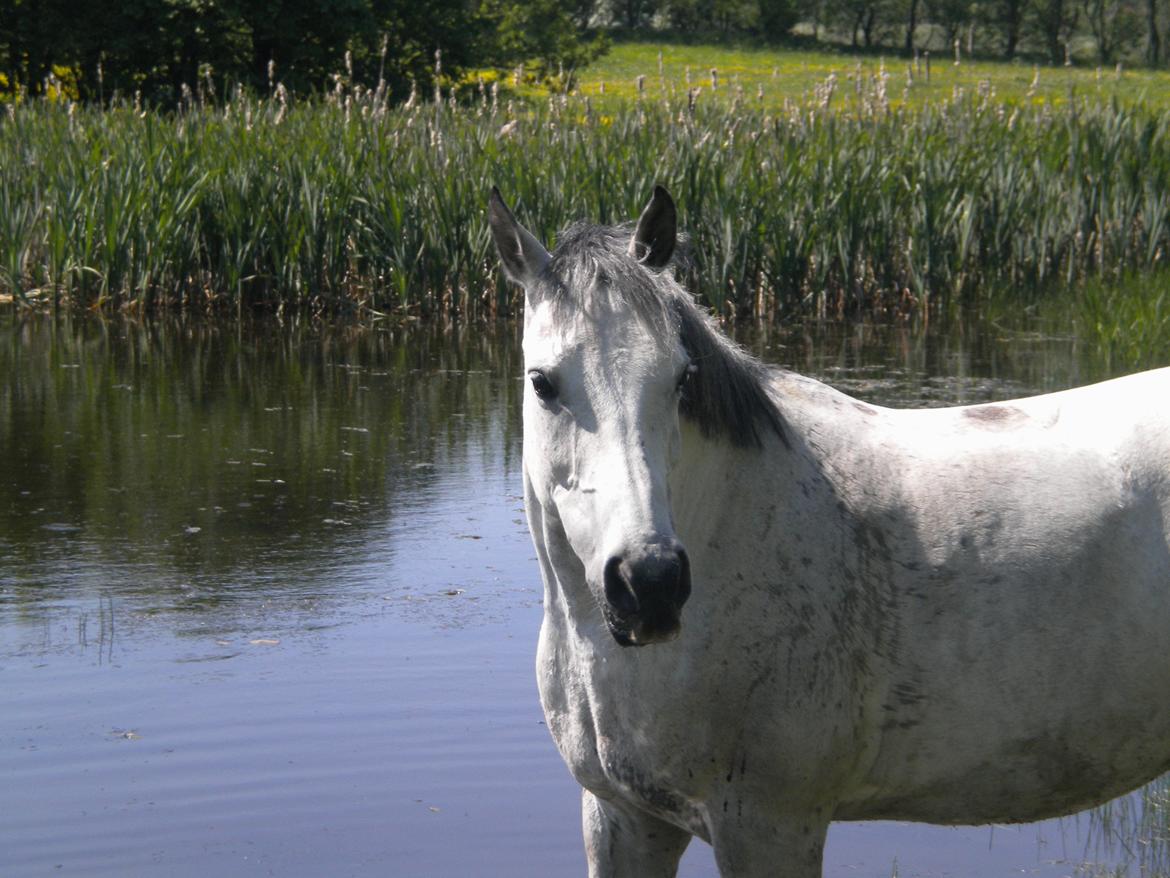 Arabisk fuldblod (OX) CA Kemt ox billede 6
