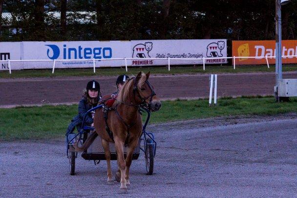 Gotlandsruss Ivanhoe<3 - Ivan til Kulturnat inde på JVB<3 billede 17