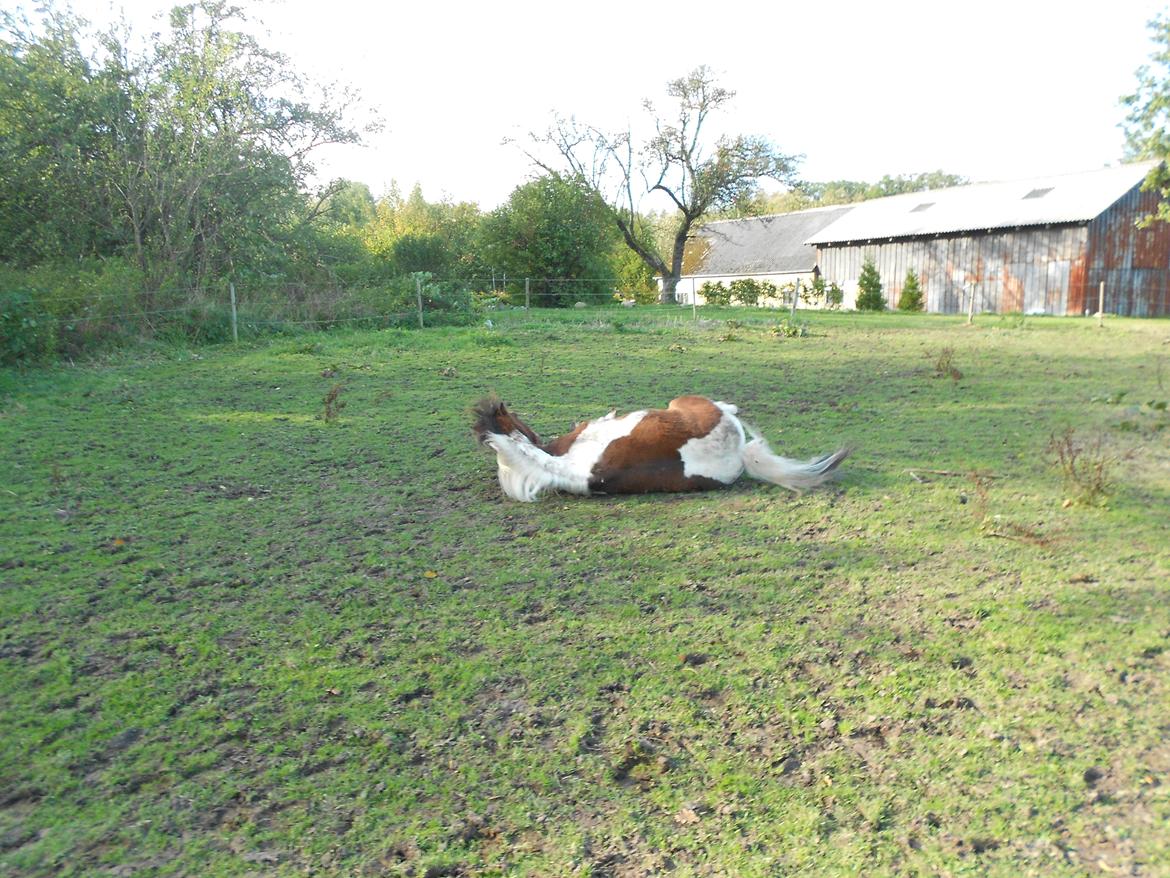 Pinto Mosegårdens Eddieson Fox (Baby) - En lille rulletur efter en dejlie ride tur :-D <3
 billede 8