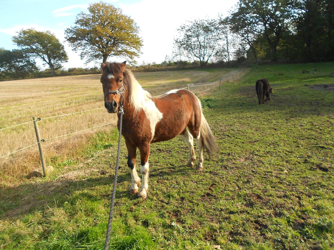 Pinto Mosegårdens Eddieson Fox (Baby) - Nyeste billed af Fox hvor er ha bare blevet smuk! 

Stooor forskel fra et første billed og så til nu :-D  billede 9