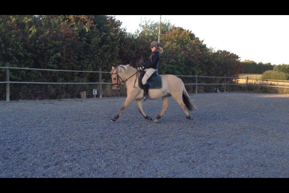 Fjordhest Chaplin - Træning d. 9/10-2012:-) billede 9