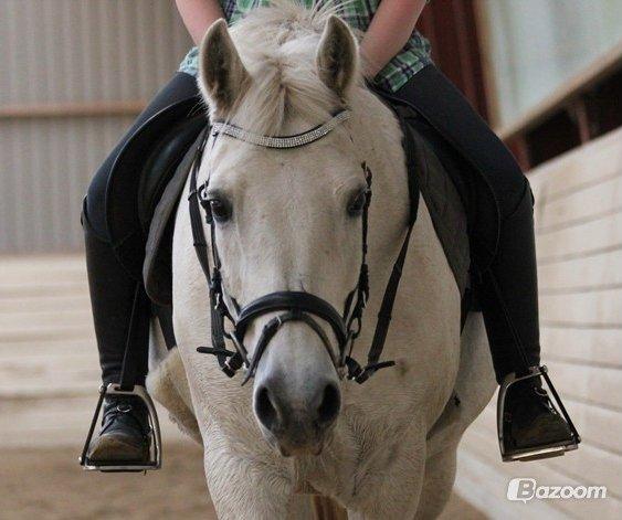 Connemara Rystinges Andromeda billede 2