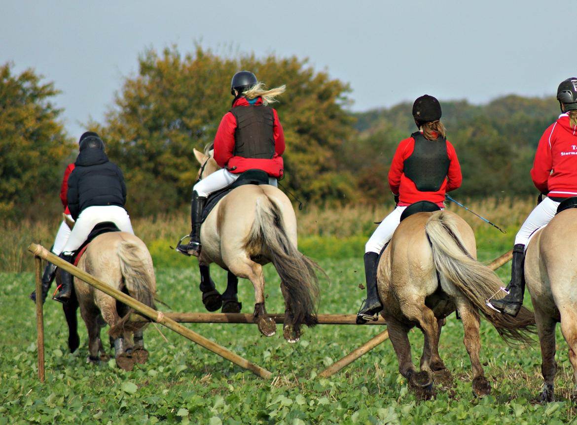 Fjordhest Viktor Vårby *Guldklumpen* - "mig der kommer over springet" :-) Gennemført jagten og kommet over alle spring! billede 17