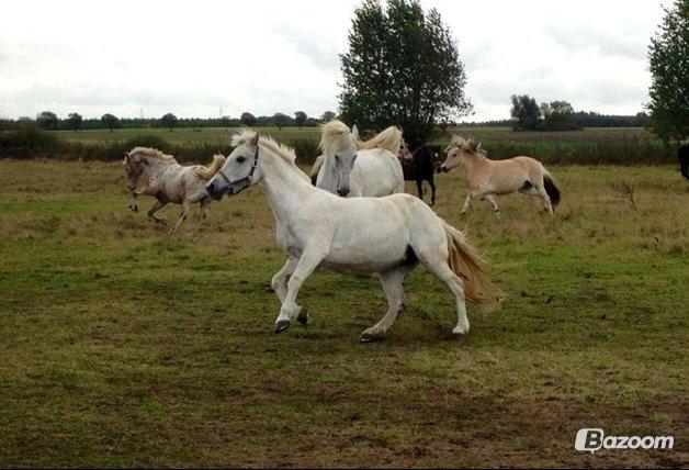 Connemara Rystinges Andromeda billede 6