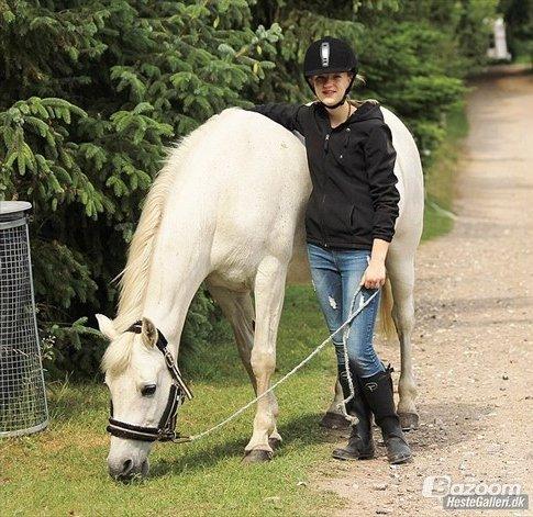 Connemara Rystinges Andromeda billede 12