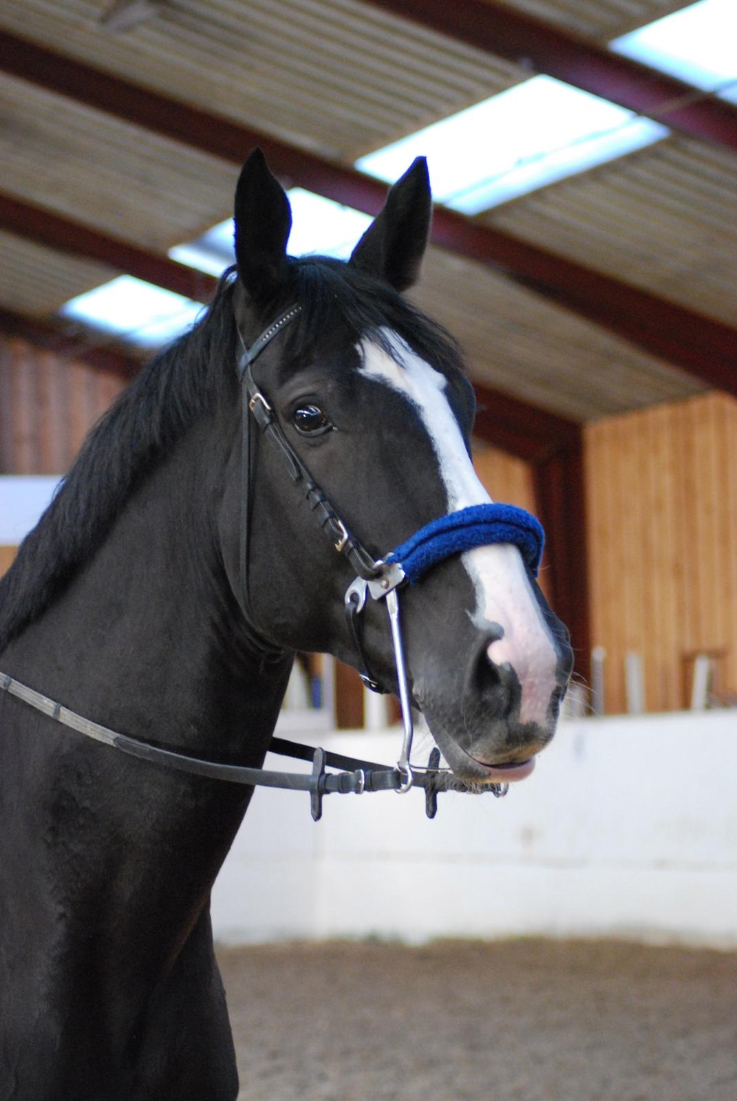 Dansk Varmblod Noble star - Billede fra træning med hackamore - lækker hest!  billede 11