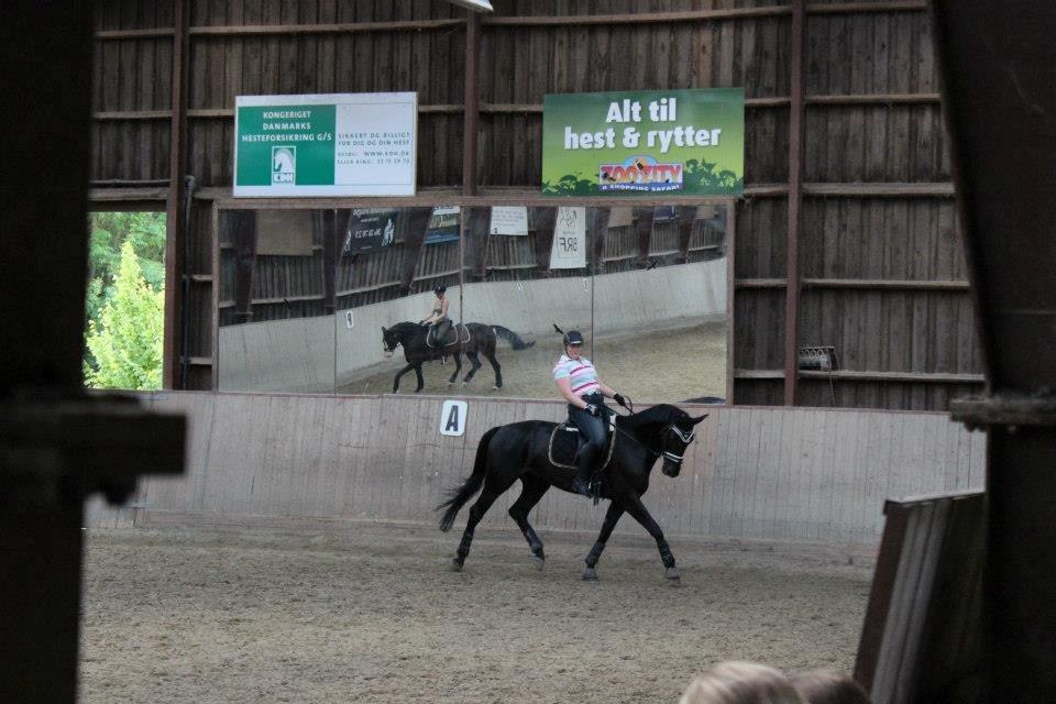Trakehner Lefitia "Effie"  - Taget af Victoria Bremer Wilmann billede 5