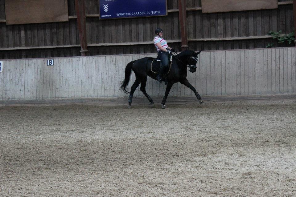 Trakehner Lefitia "Effie"  - Taget af Victoria Bremer Wilmann billede 12