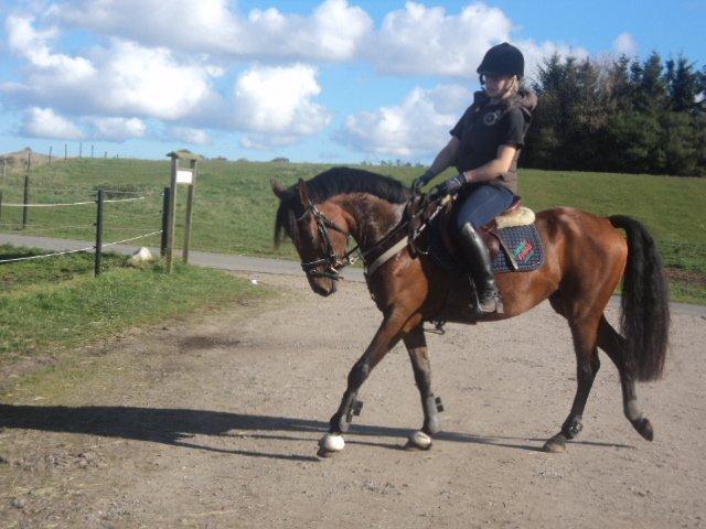 Anden særlig race LUNDGAARD'S COINTREAU - SOLGT - Trøffen<3. billede 10