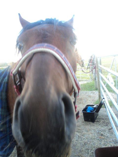 Anden særlig race LUNDGAARD'S COINTREAU - SOLGT - MUUUUUUUUULE! billede 11