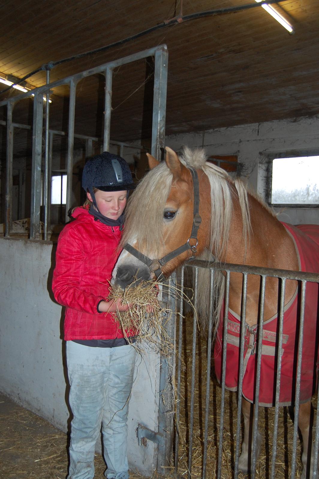 Haflinger Mille;-* billede 8