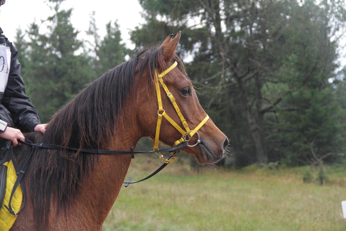 Arabisk fuldblod (OX) cherelda billede 17