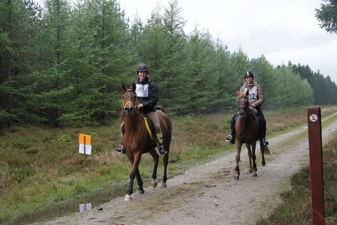 Arabisk fuldblod (OX) cherelda billede 18