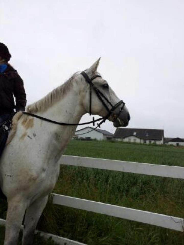 Ungarnsk Varmblod  Bo(favourite) billede 13