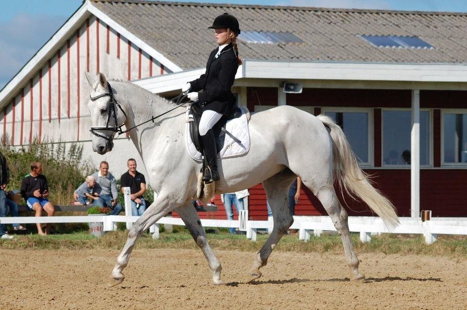 Ungarnsk Varmblod  Bo(favourite) billede 6