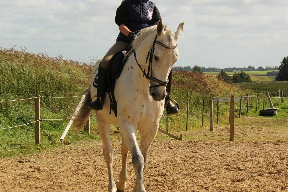 Ungarnsk Varmblod  Bo(favourite) billede 14