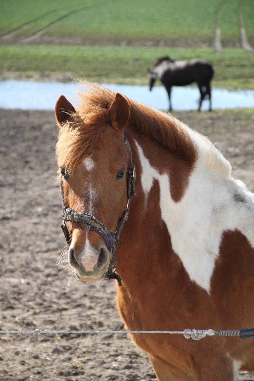 Anden særlig race Flamme *.. Bølle pony!<3 (Solgt) ;'(<3 - Flamme<333 billede 20