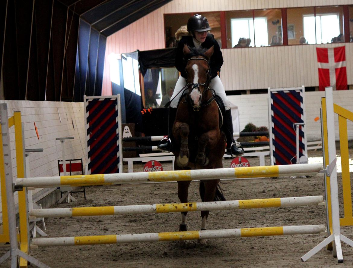 Hollandsk Sportspony Garfield - LA i Nr. Aaby. :-D billede 11