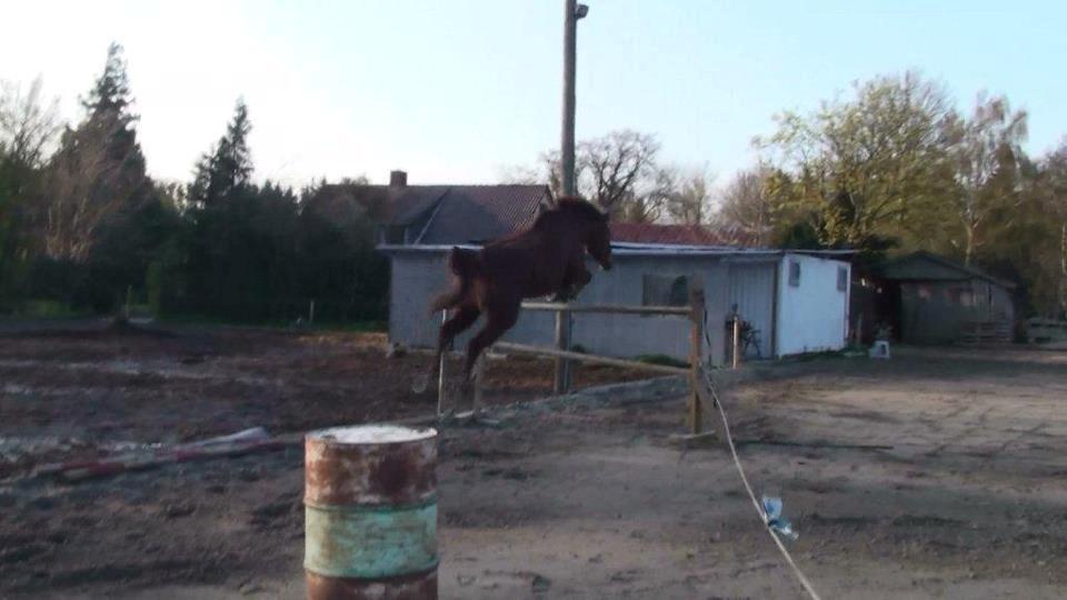 Dansk Varmblod Carmen Electra - Carmen løsspringning 130.  billede 4