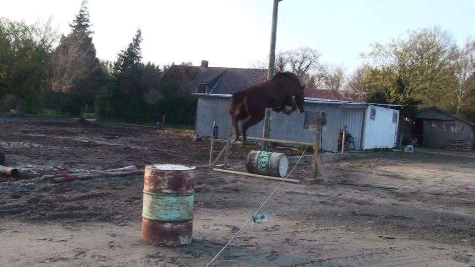 Dansk Varmblod Carmen Electra - Hop Carmen  :-)  billede 5