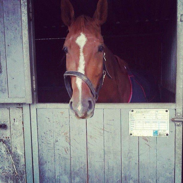 Dansk Varmblod Carmen Electra - Carmen hos tidligere ejer Mette.  billede 6