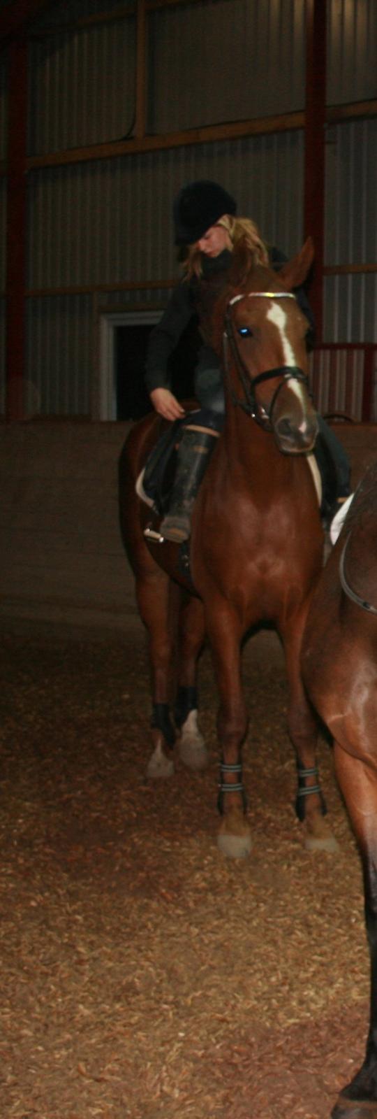 Dansk Varmblod Carmen Electra - Carmen og jeg, første dag i ride huset. D. 2 Oktober 2012.  billede 7