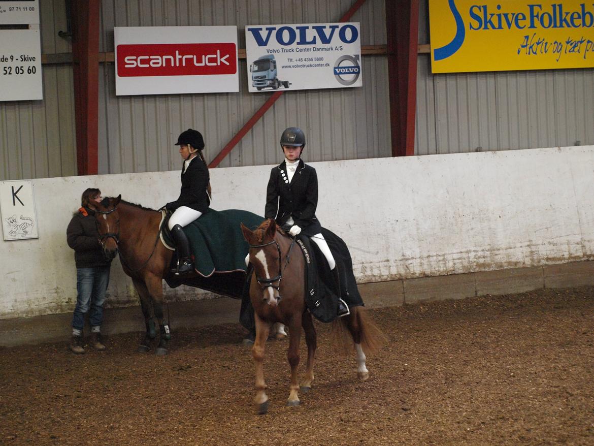 New Forest Paick - Opvarmning til NF championat. billede 8