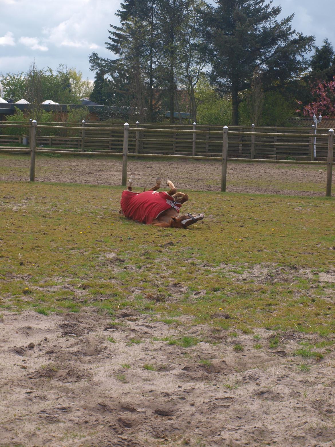 New Forest Paick - Foldhygge billede 9