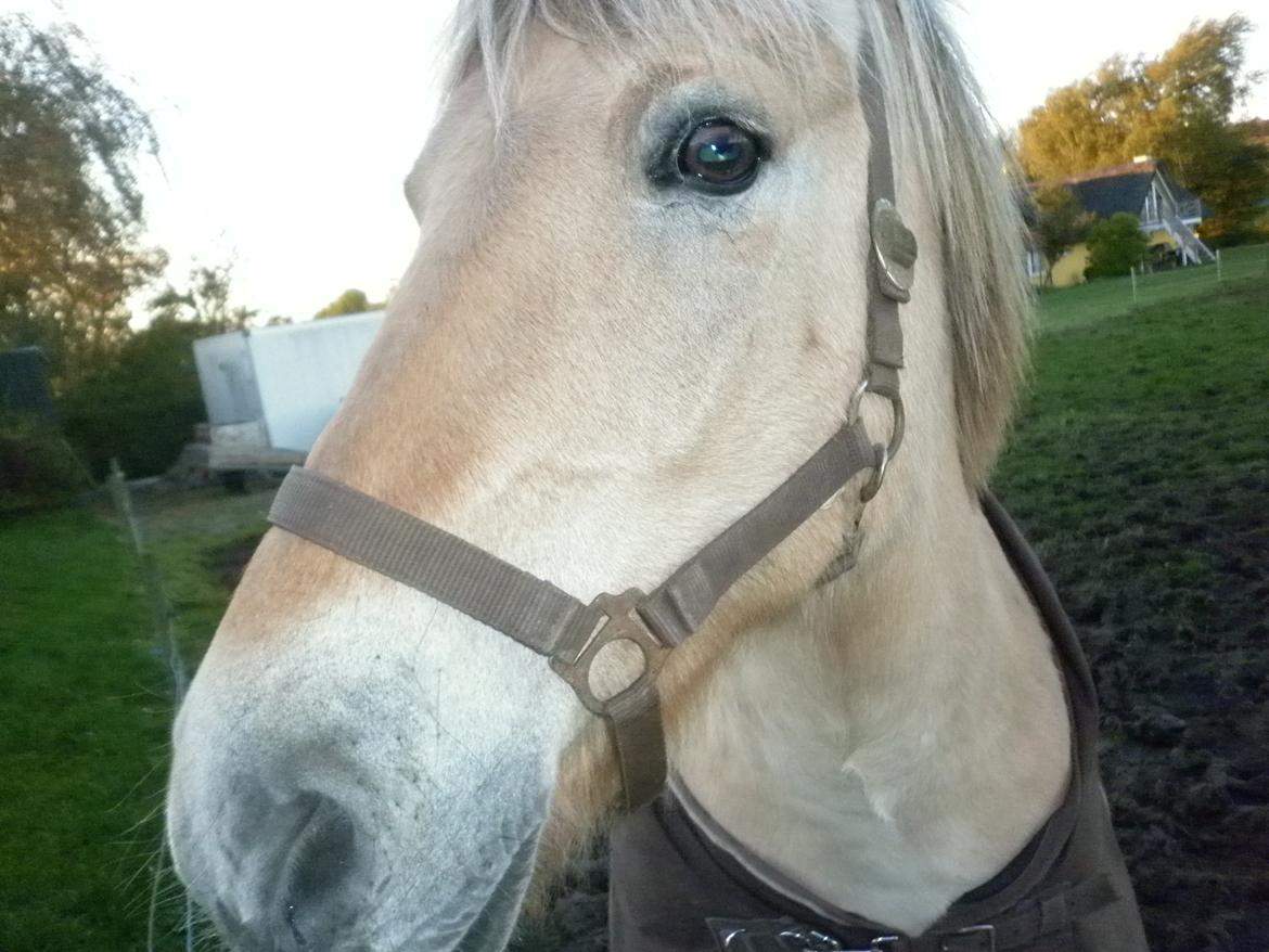 Fjordhest Julius billede 1