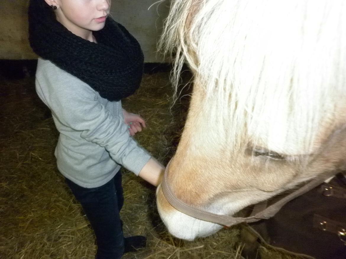 Fjordhest Julius billede 2