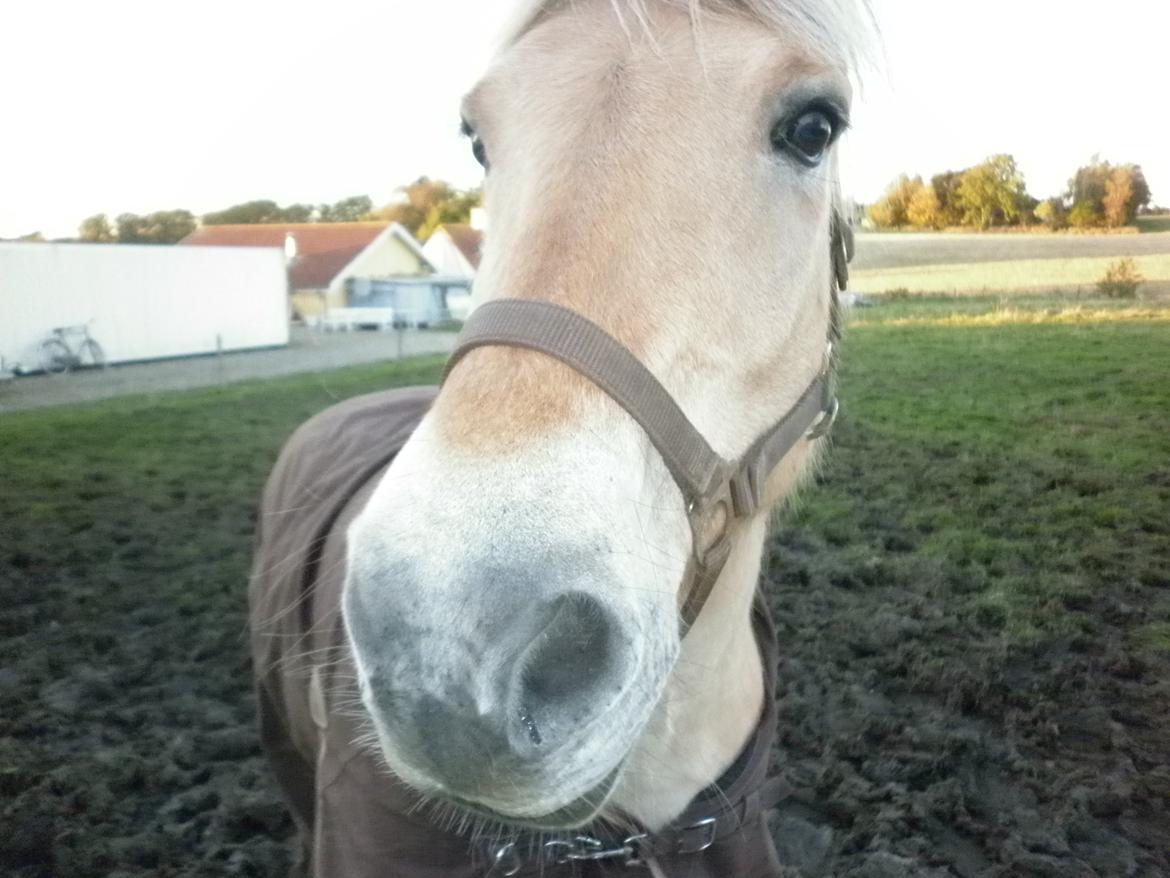 Fjordhest Julius billede 3