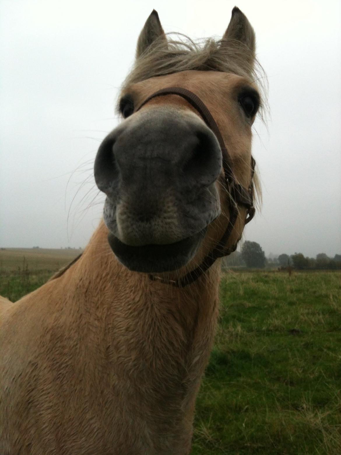 Fjordhest Julius billede 4