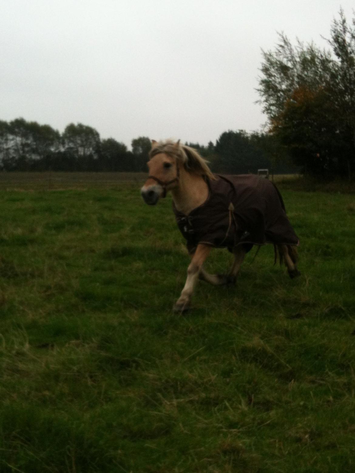 Fjordhest Julius billede 5