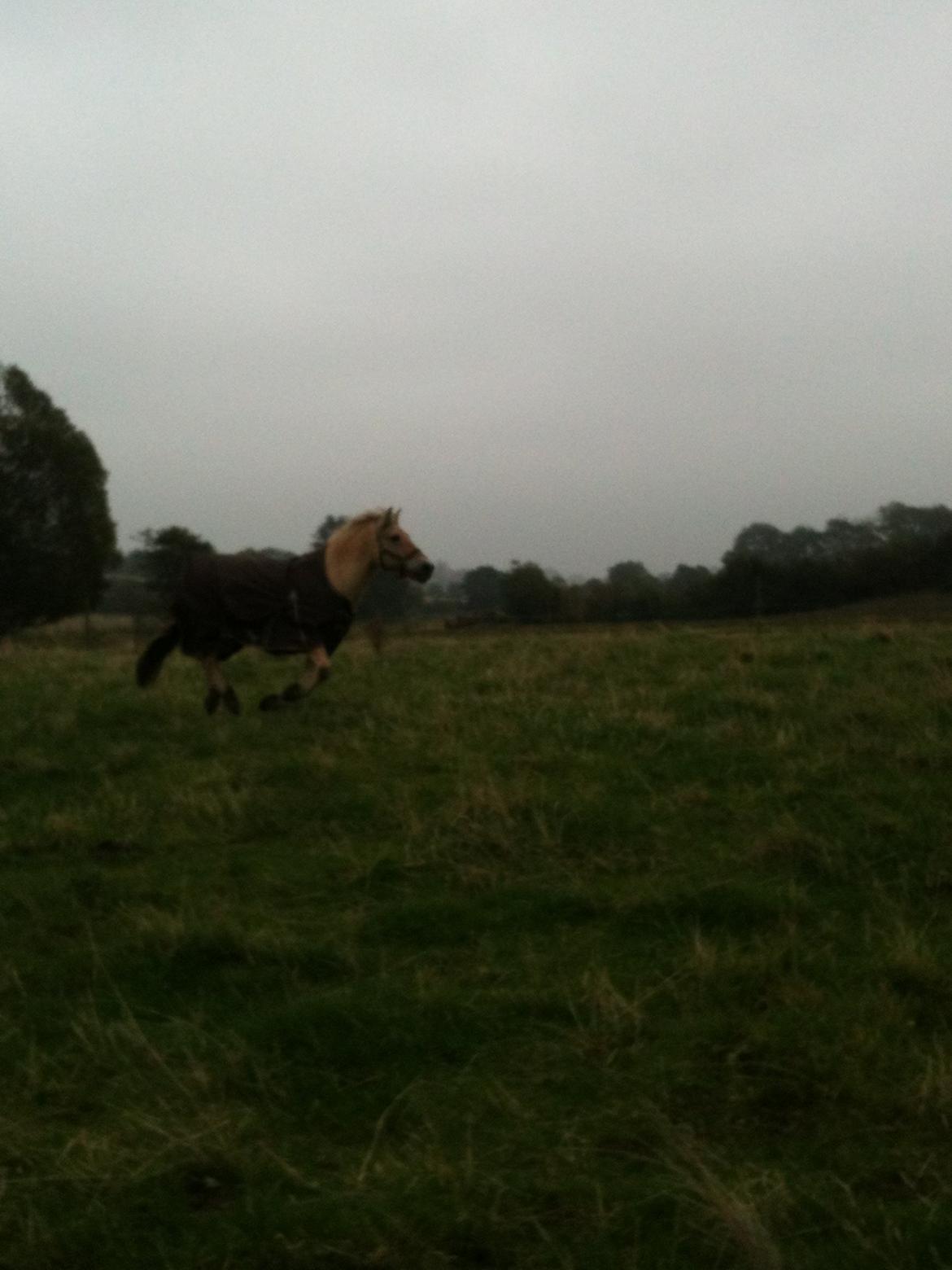 Fjordhest Julius billede 6