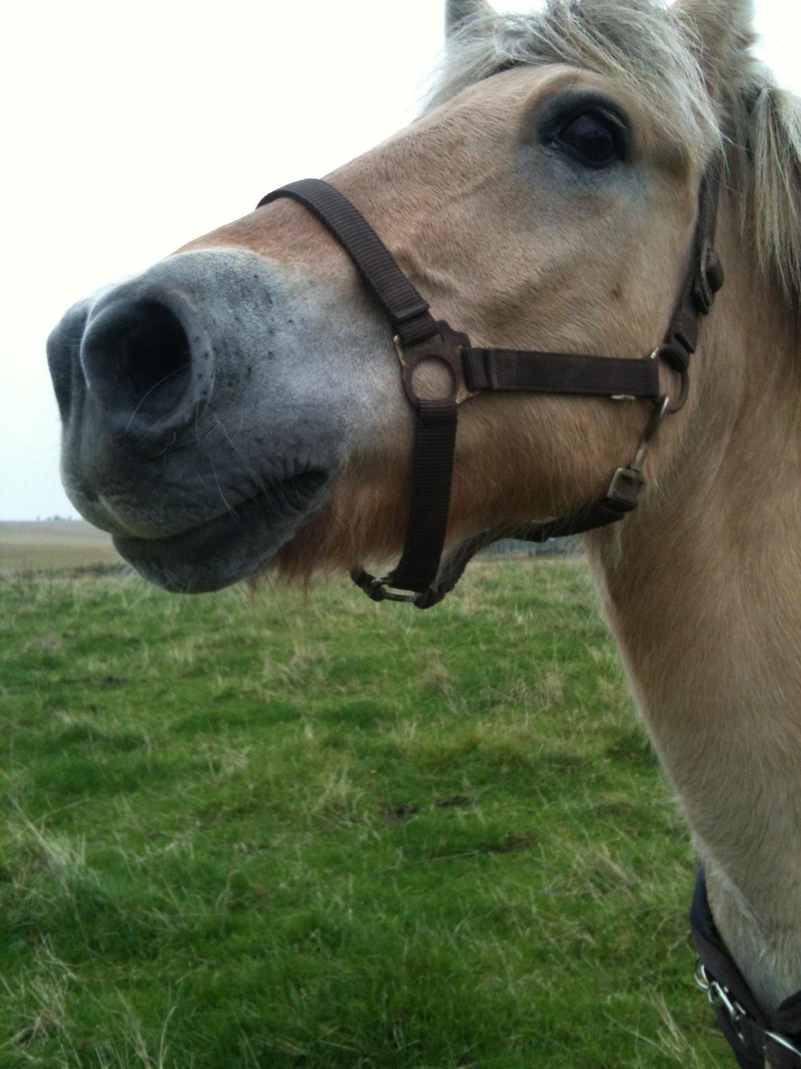 Fjordhest Julius billede 7