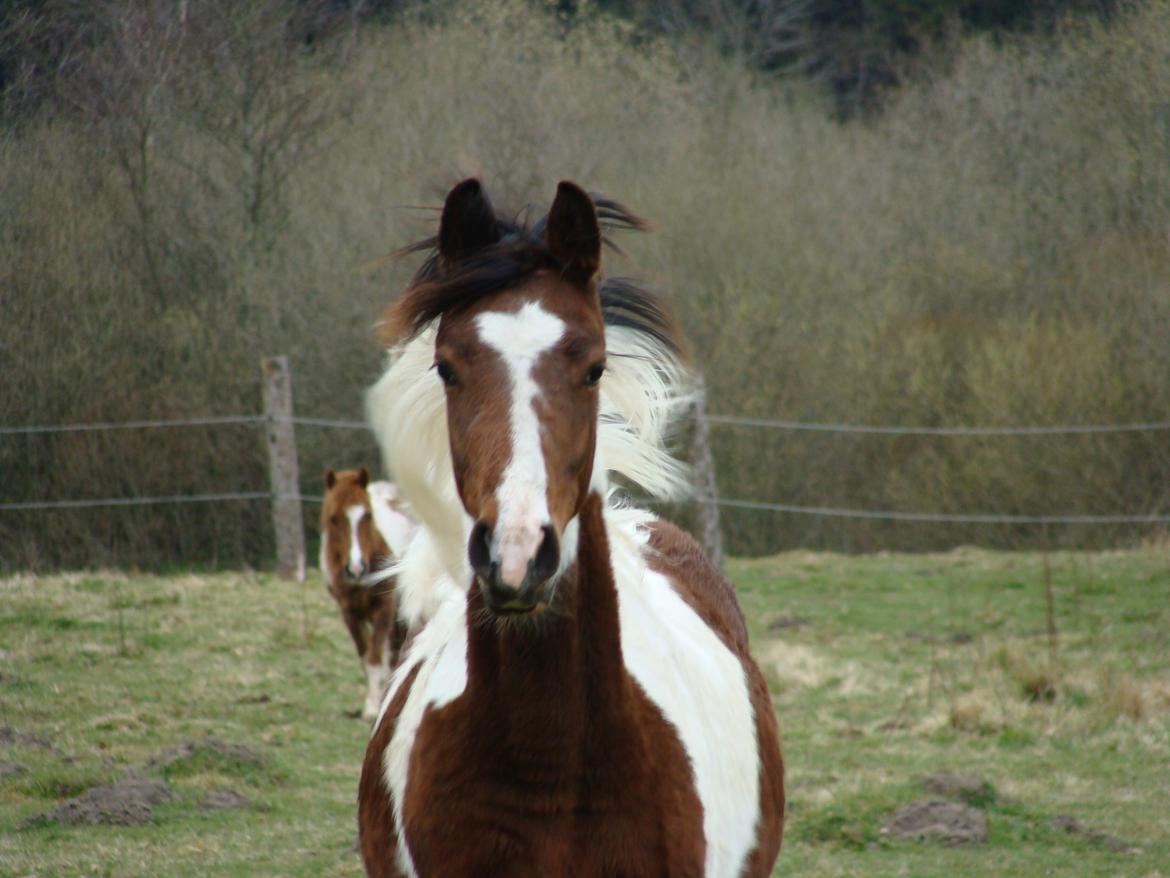 Pinto Gaasdal´s Jasmin - Forår 2012 billede 22