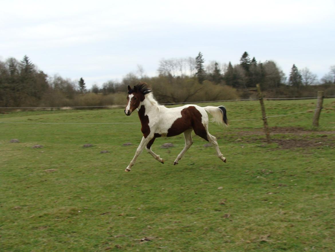 Pinto Gaasdal´s Jasmin billede 23