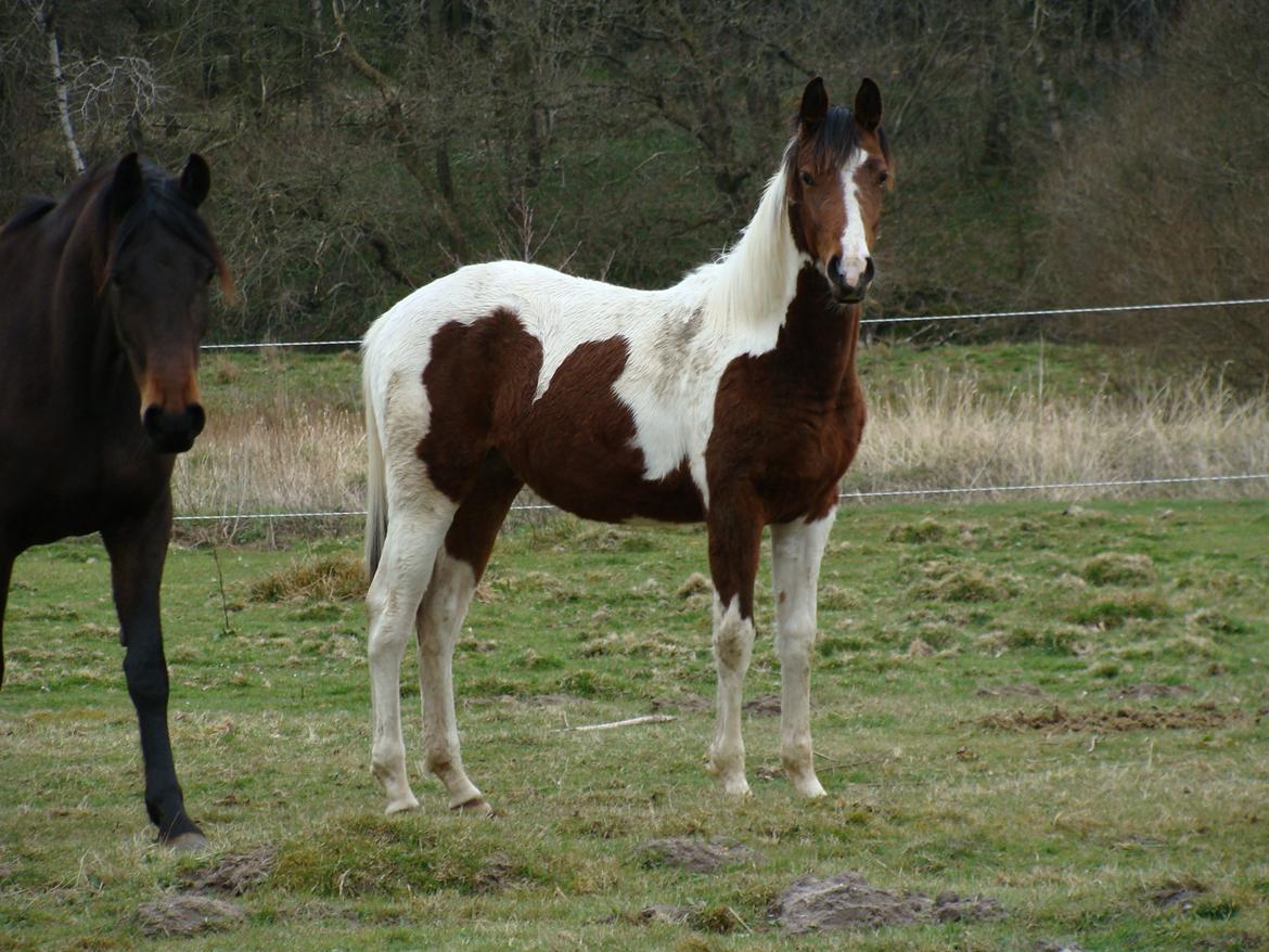 Pinto Gaasdal´s Jasmin billede 24