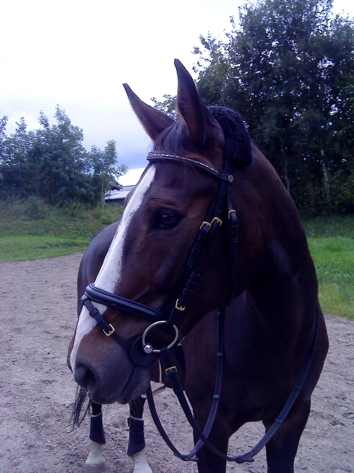 Anden særlig race Millenium Pride - Du er fuldstændig fantastisk<3.  billede 15