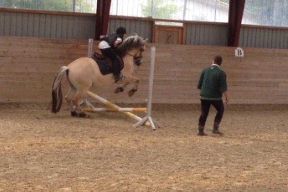 Fjordhest Armani (Manni) - NYT// stævne billede 7