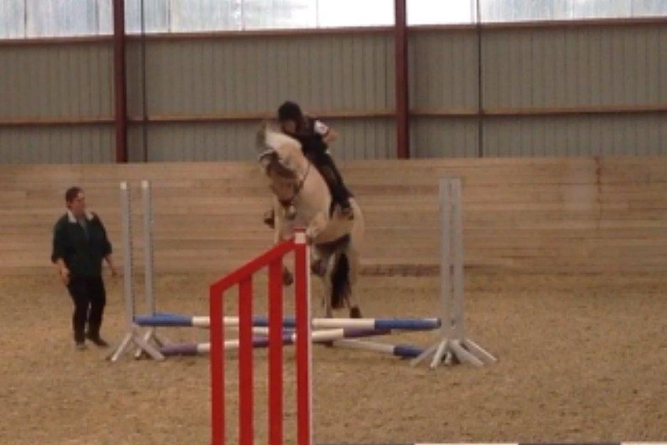 Fjordhest Armani (Manni) - NYT// stævne. Han sprang gonga  over. xD billede 8