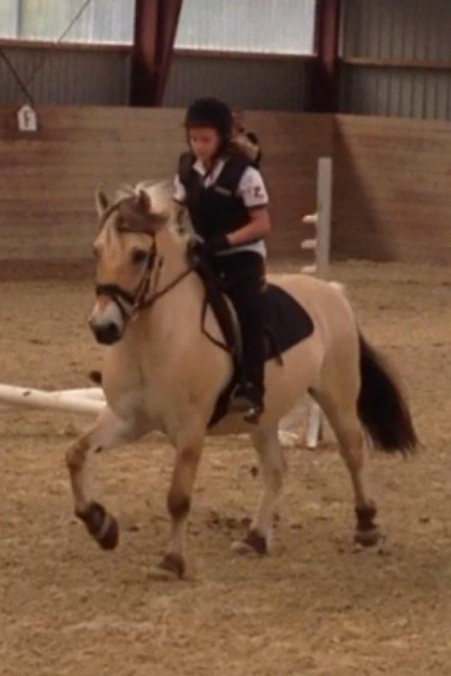 Fjordhest Armani (Manni) - Manni min skat! billede 9