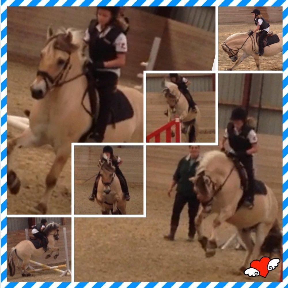 Fjordhest Armani (Manni) - Blandede billeder, billede 10