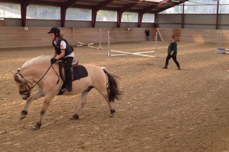 Fjordhest Armani (Manni) - Manni;*** billede 11