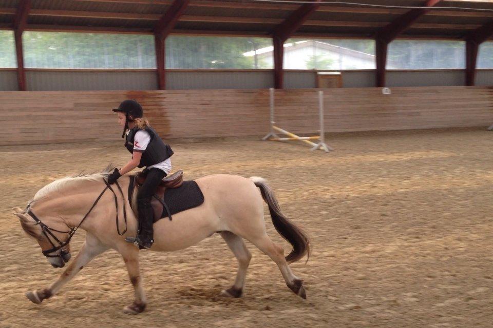 Fjordhest Armani (Manni) billede 12