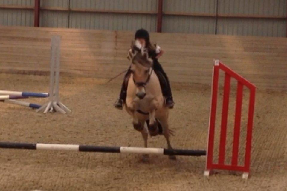 Fjordhest Armani (Manni) billede 13